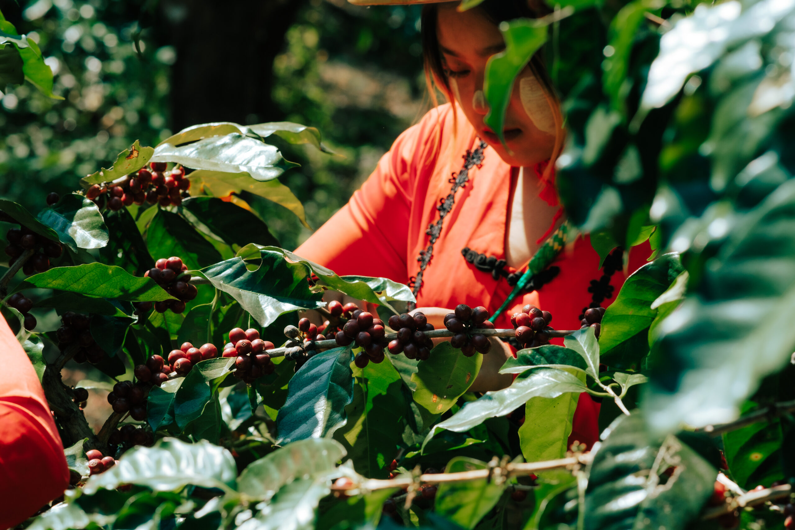 How Terroir Architects the Arabica Bean